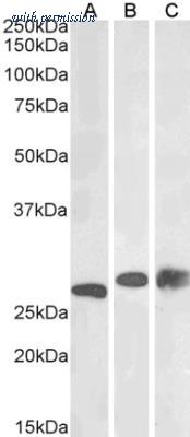 Novus Biologicals NB100-774 image 1