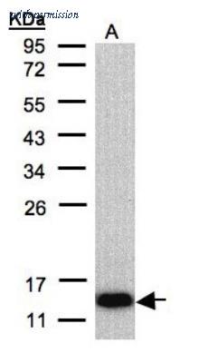 Novus Biologicals NBP1-31112 image 1