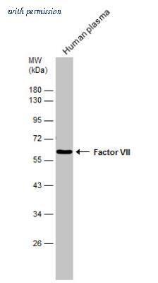 Novus Biologicals NBP1-31421 image 1