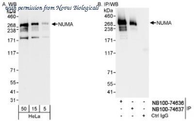 Novus Biologicals NB100-74636 image 1