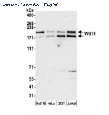 Novus Biologicals NB600-279 image 1