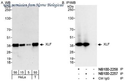 Novus Biologicals NB100-2258 image 1