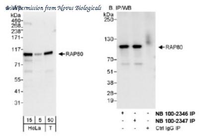 Novus Biologicals NB100-2346 image 1