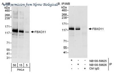 Novus Biologicals NB100-59825 image 1