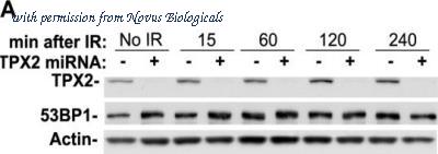 Novus Biologicals NB500-184 image 1
