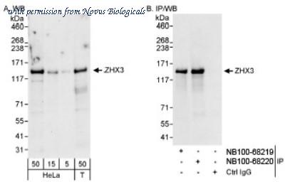 Novus Biologicals NB100-68220 ͼ 1