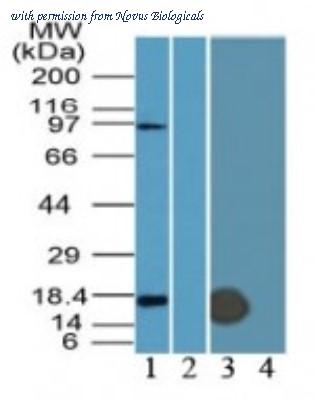 Novus Biologicals NB600-1534 ͼ 1