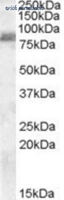 Novus Biologicals NBP1-01469 image 1