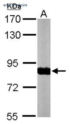Novus Biologicals NBP1-31142 image 1