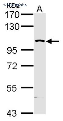 Novus Biologicals NBP1-31234 image 1