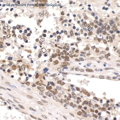 Novus Biologicals NB600-274 image 1