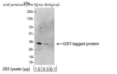 Novus Biologicals NB600-325 image 1
