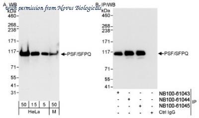 Novus Biologicals NB100-61045 image 1