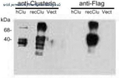Novus Biologicals NBP1-97521 image 1