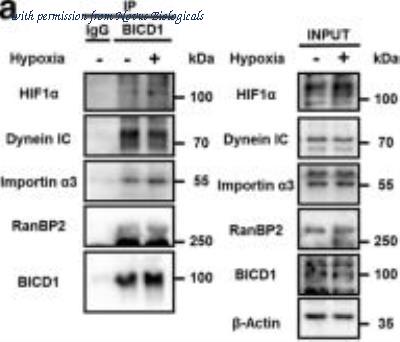 Novus Biologicals NB120-2938 image 1