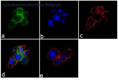 Novus Biologicals NB120-3344 image 1