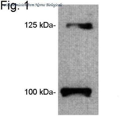 Novus Biologicals NB120-5593 image 1