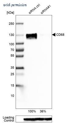 Novus Biologicals NBP2-34482 image 1