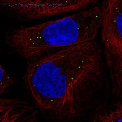 Novus Biologicals NBP2-30369 image 1