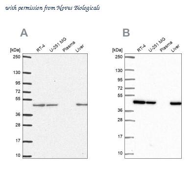 Novus Biologicals NBP2-30413 image 1