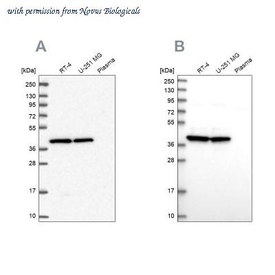 Novus Biologicals NBP2-30429 image 1