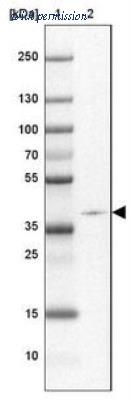 Novus Biologicals NBP2-30451 image 1