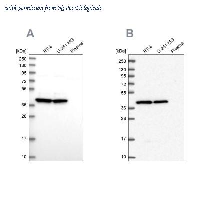 Novus Biologicals NBP2-30501 image 1