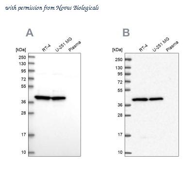 Novus Biologicals NBP2-30501 ͼ 1