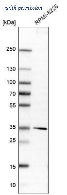 Novus Biologicals NBP2-30659 image 1