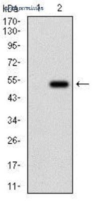 Novus Biologicals NBP2-37273 image 1