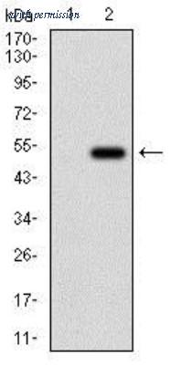 Novus Biologicals NBP2-37273 ͼ 1