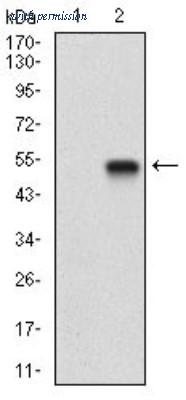 Novus Biologicals NBP2-37277 image 1