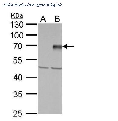 Novus Biologicals NBP1-31215 image 1