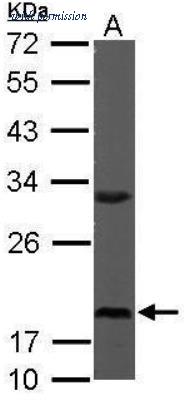 Novus Biologicals NBP1-31357 image 1