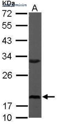 Novus Biologicals NBP1-31357 ͼ 1