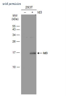 Novus Biologicals NB500-112 image 1