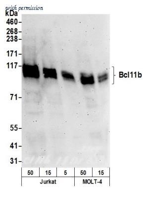 Novus Biologicals NB600-264 image 1