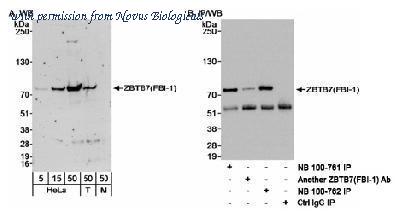Novus Biologicals NB100-762 image 1