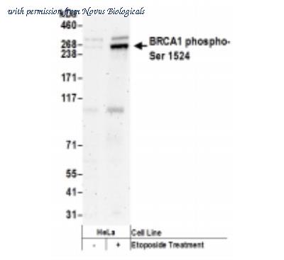 Novus Biologicals NB100-200 image 1