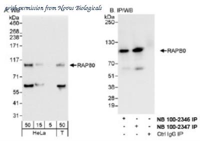 Novus Biologicals NB100-2347 image 1