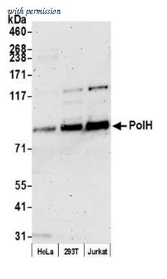 Novus Biologicals NB100-60424 image 1