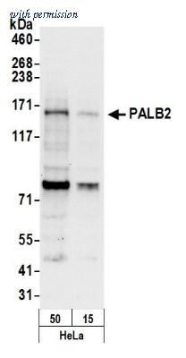 Novus Biologicals NB100-60440 image 1