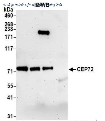 Novus Biologicals NB100-60661 image 1