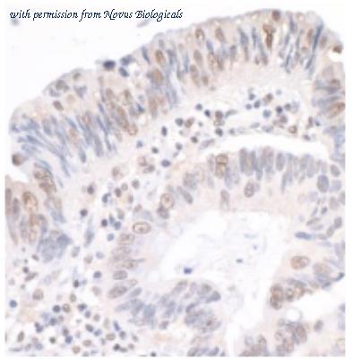 Novus Biologicals NB100-61050 image 1