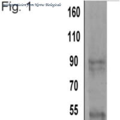 Novus Biologicals NB100-74352 image 1