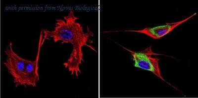 Novus Biologicals NB120-2776 image 1