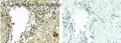 Novus Biologicals NB100-1847 image 1