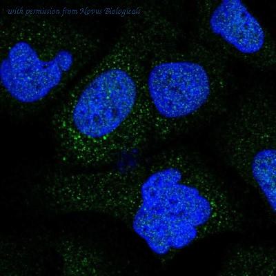 Novus Biologicals NBP2-30450 image 1
