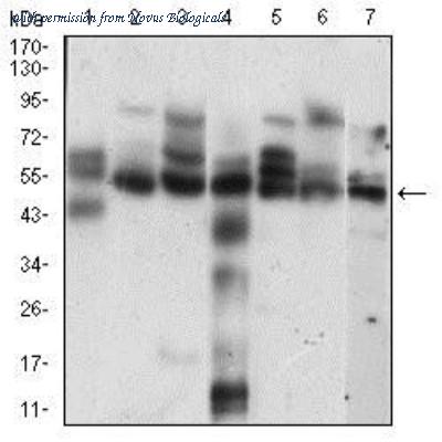 Novus Biologicals NBP2-37247 image 1