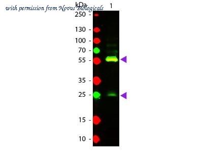 Novus Biologicals NB120-6643 image 1